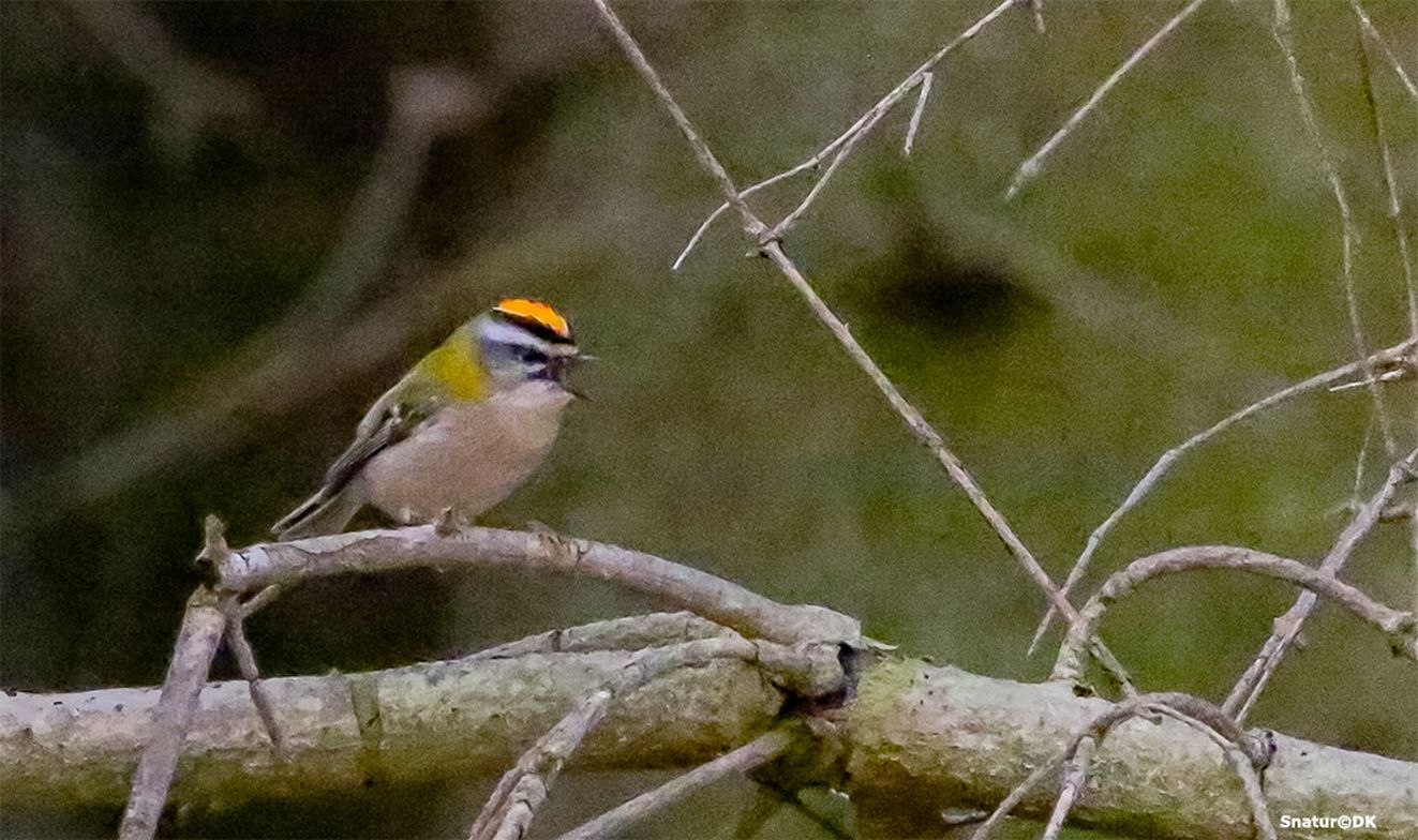 160326rødtopslæbækskovtorseee