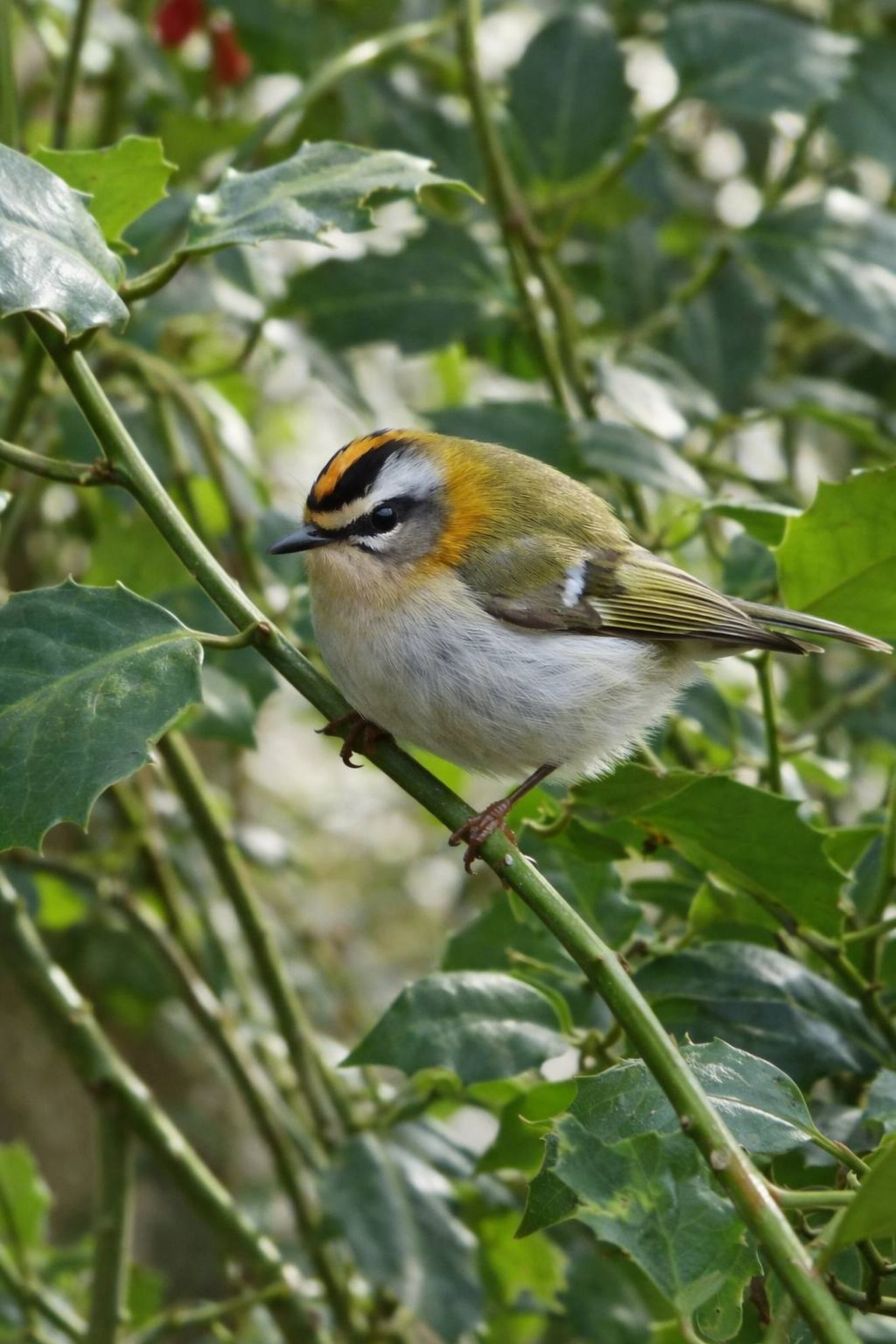 160326rødtoptirhofsfa