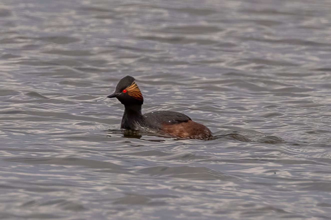 160326shdyktorsmellemjv