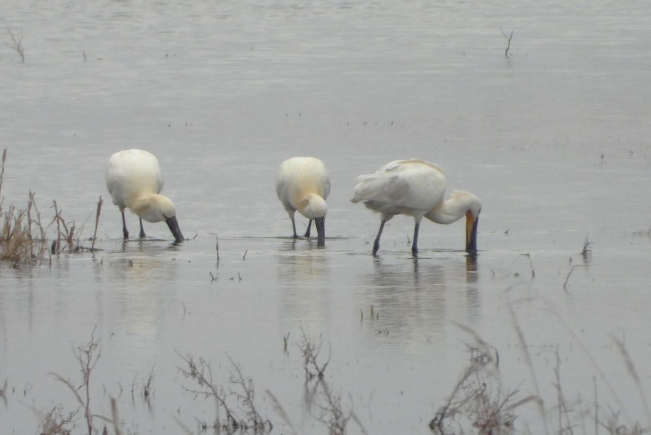 160326skesølundtorspbz