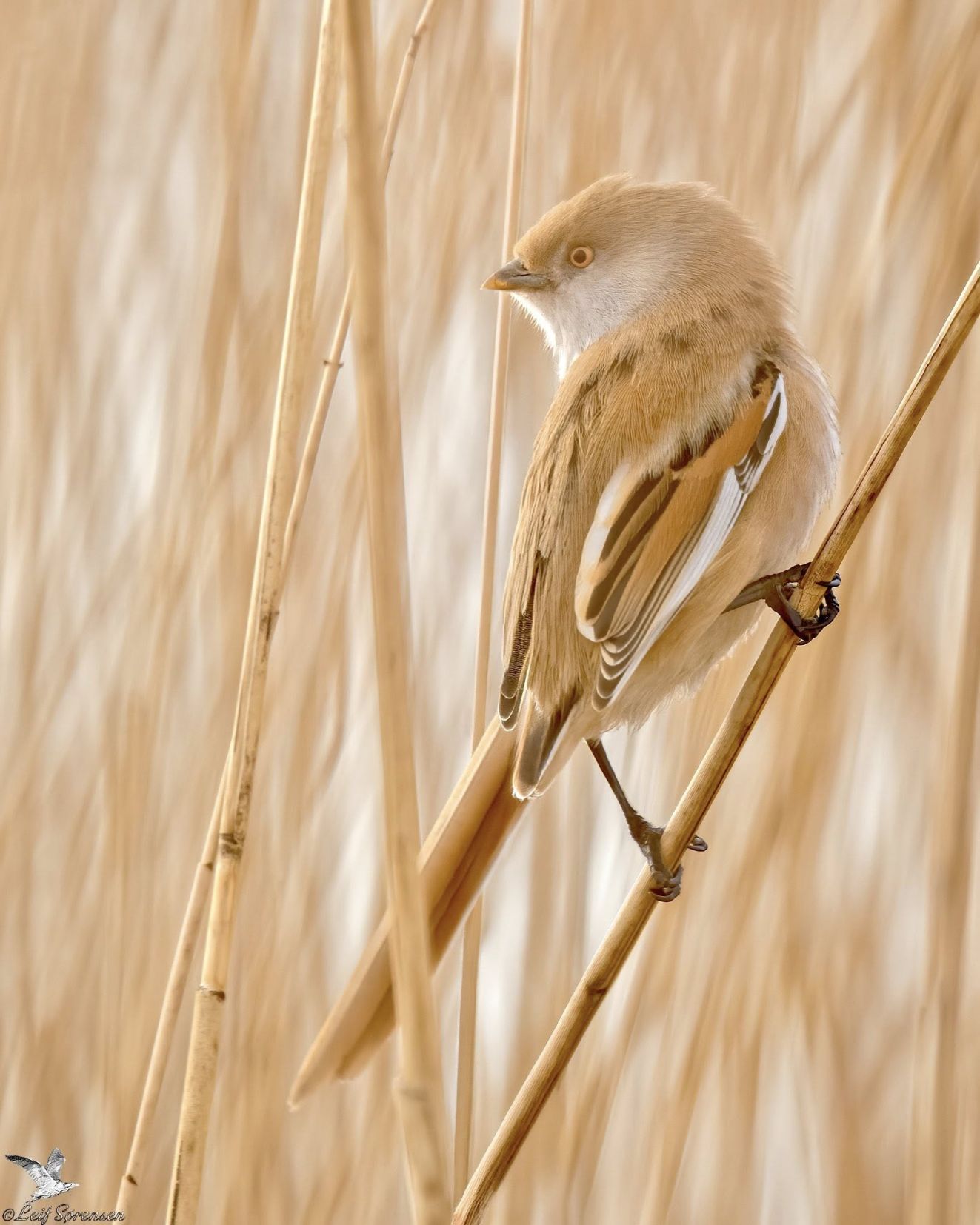 160326skæglammestorls