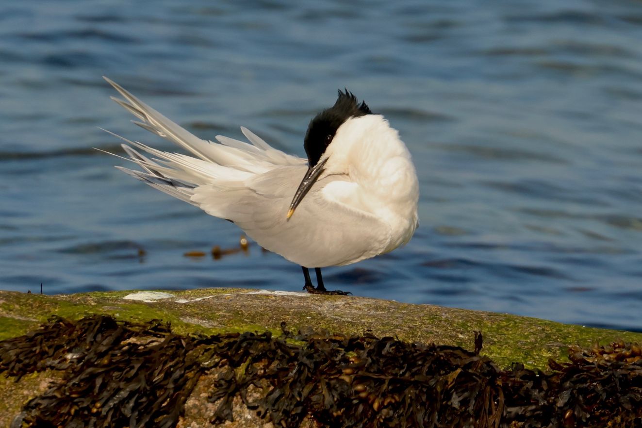 160326splithousønpvr