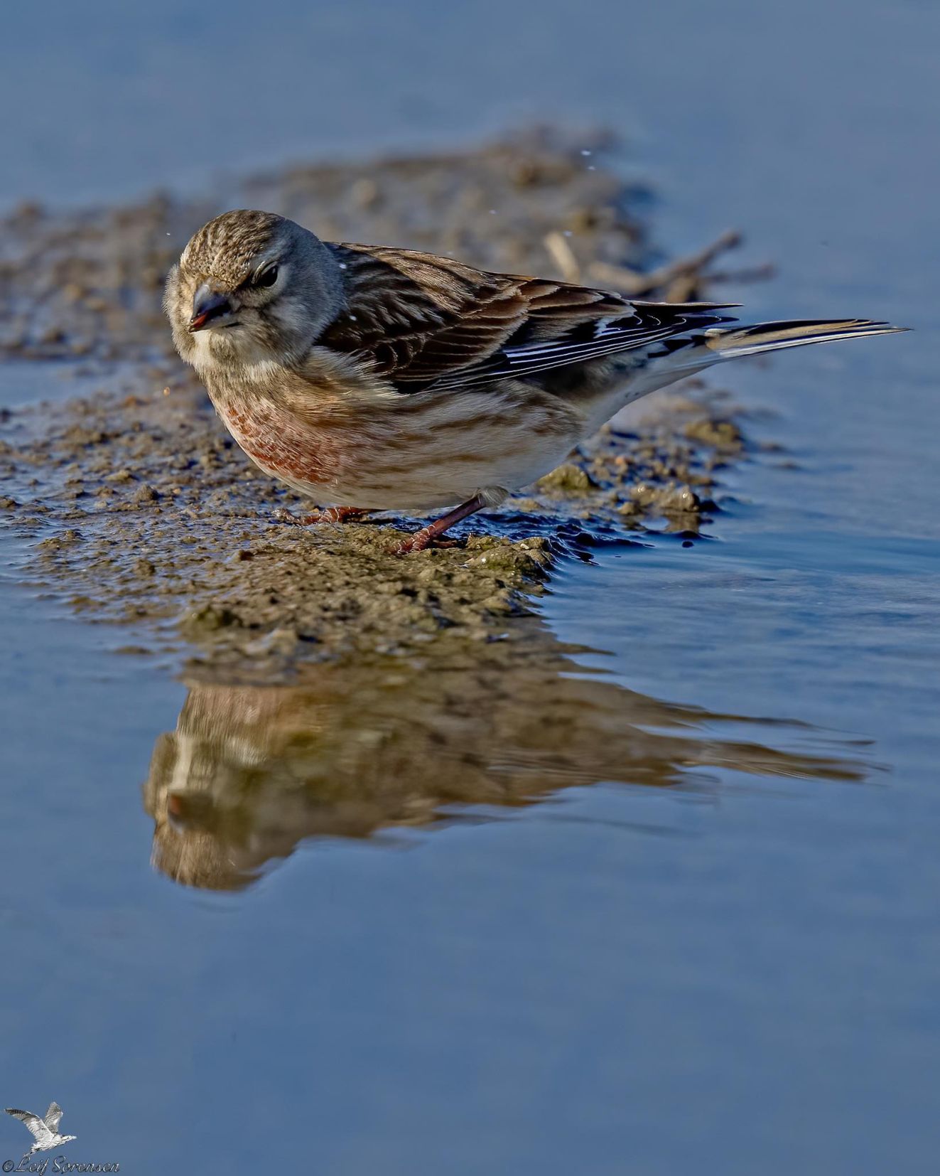 160326tornonsbøjdls