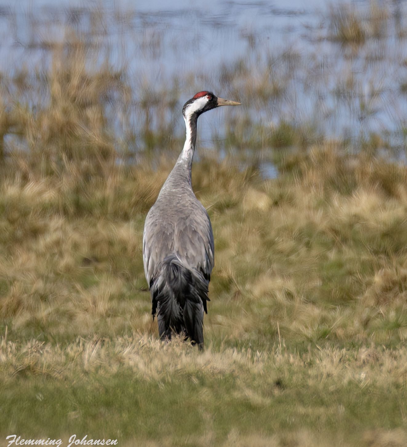 160326tranehellelørflj