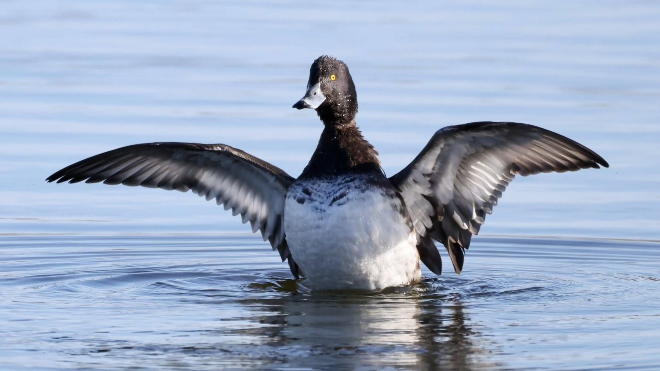 160326troldsybonsjpa