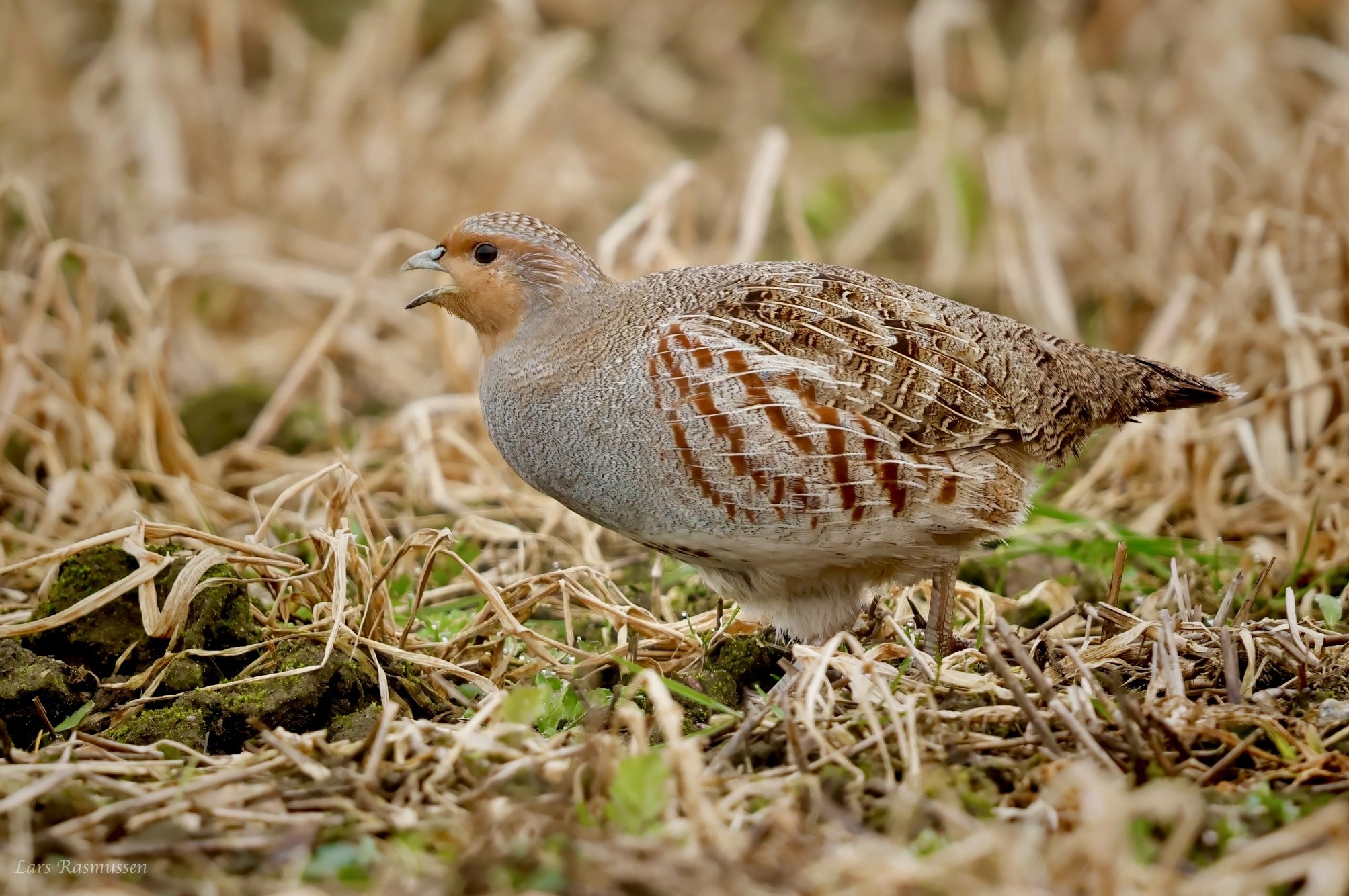 170326 Agerhne Strandager Lars Rasmussen