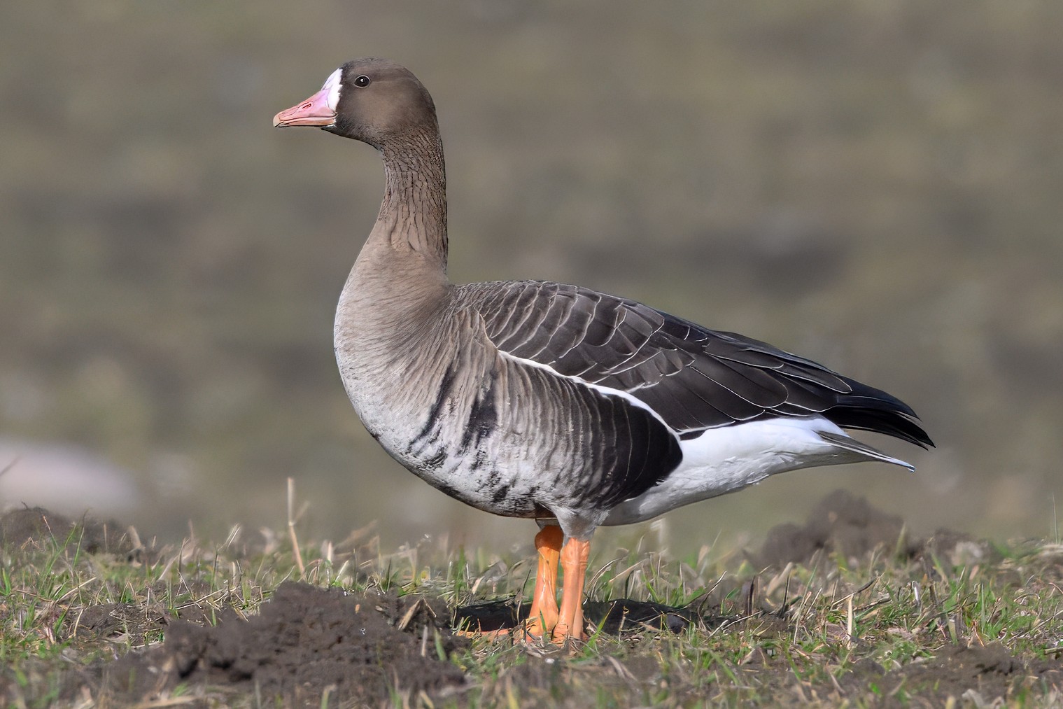 170326 Blisgs Botofte Allan stergaard