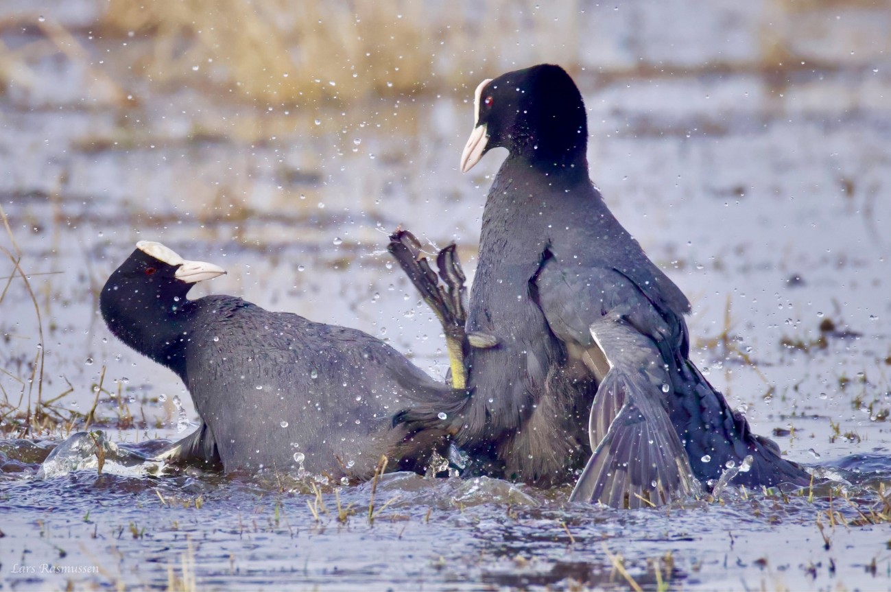 170326 Blishns Lammes Lars Rasmussen
