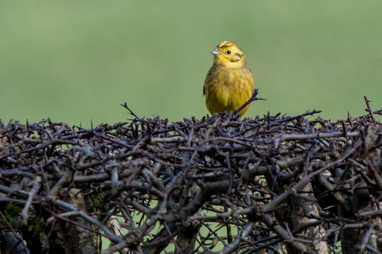 170326 Gulspurv Kragholm Leif Christensen