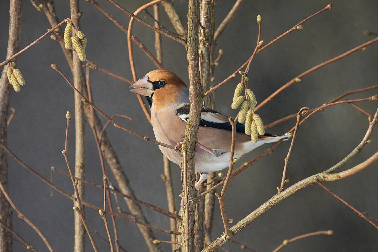 170326 Gyldensteen Kernebider Susanne Flarup Andersen