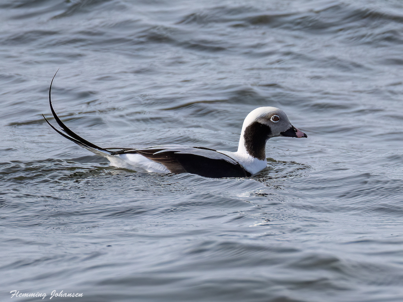 170326 Havlit Tryggelev Nor Flemming Johansen