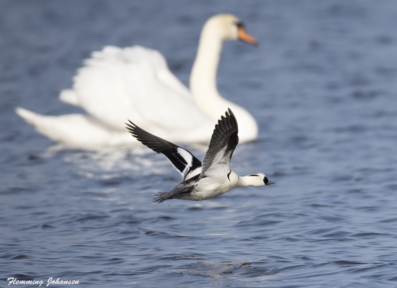 170326 Lille Skallesluger Lammes Flemming Johansen