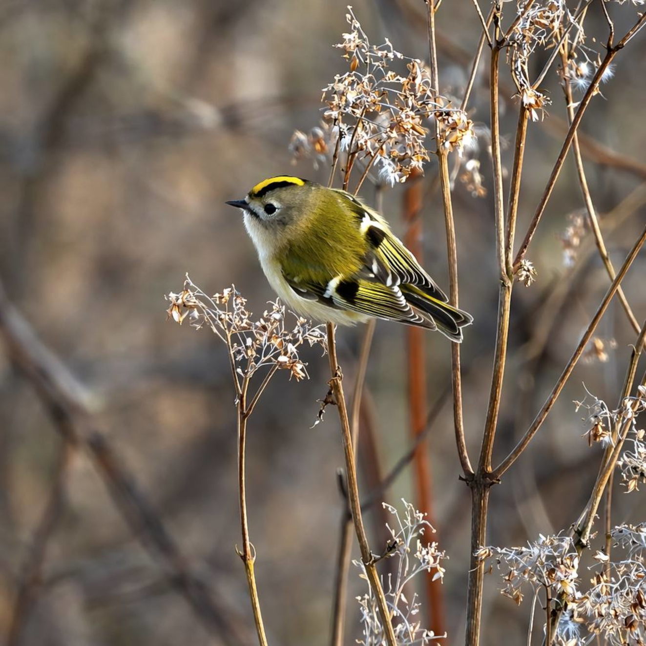 170326 Sidepanel Fuglekonge Gyldensteen Fuglekonge