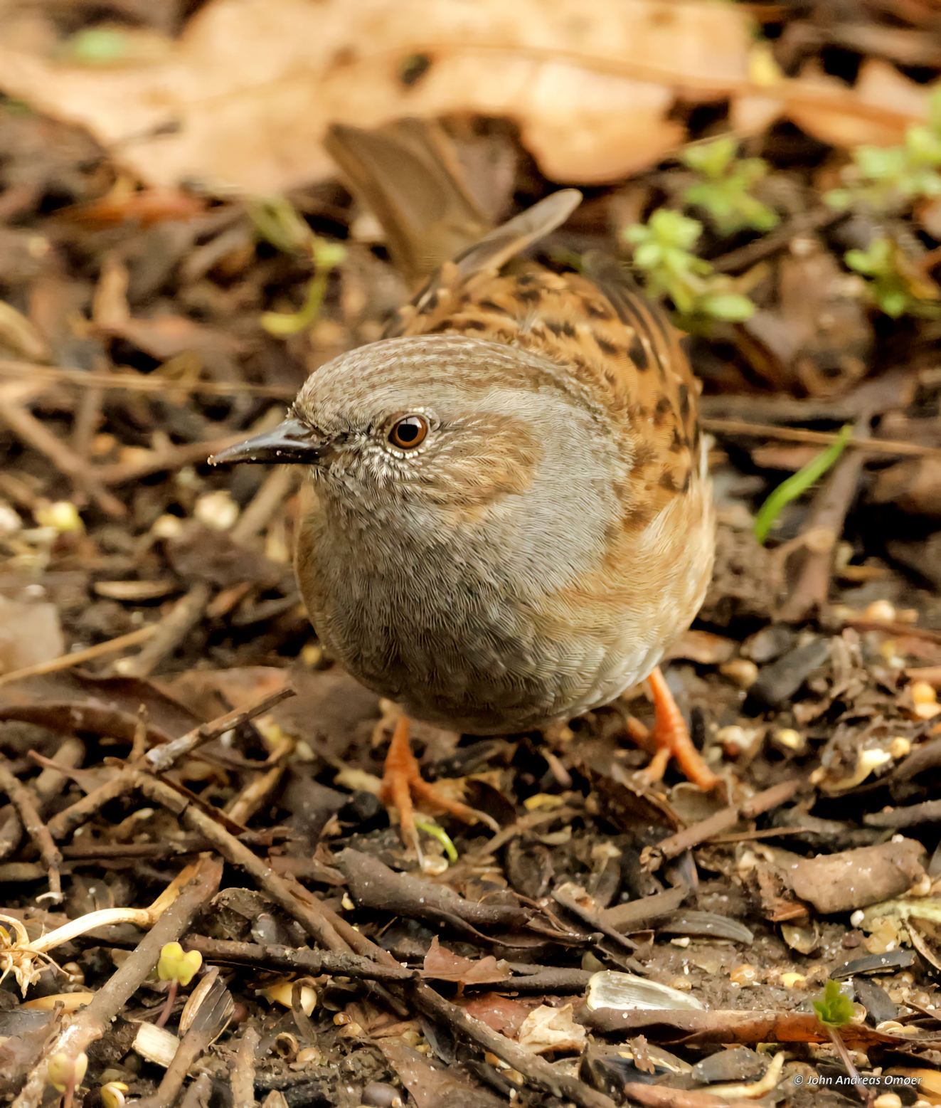170326 Sidepanel Jernspurv Nsby John Andreas Omer 