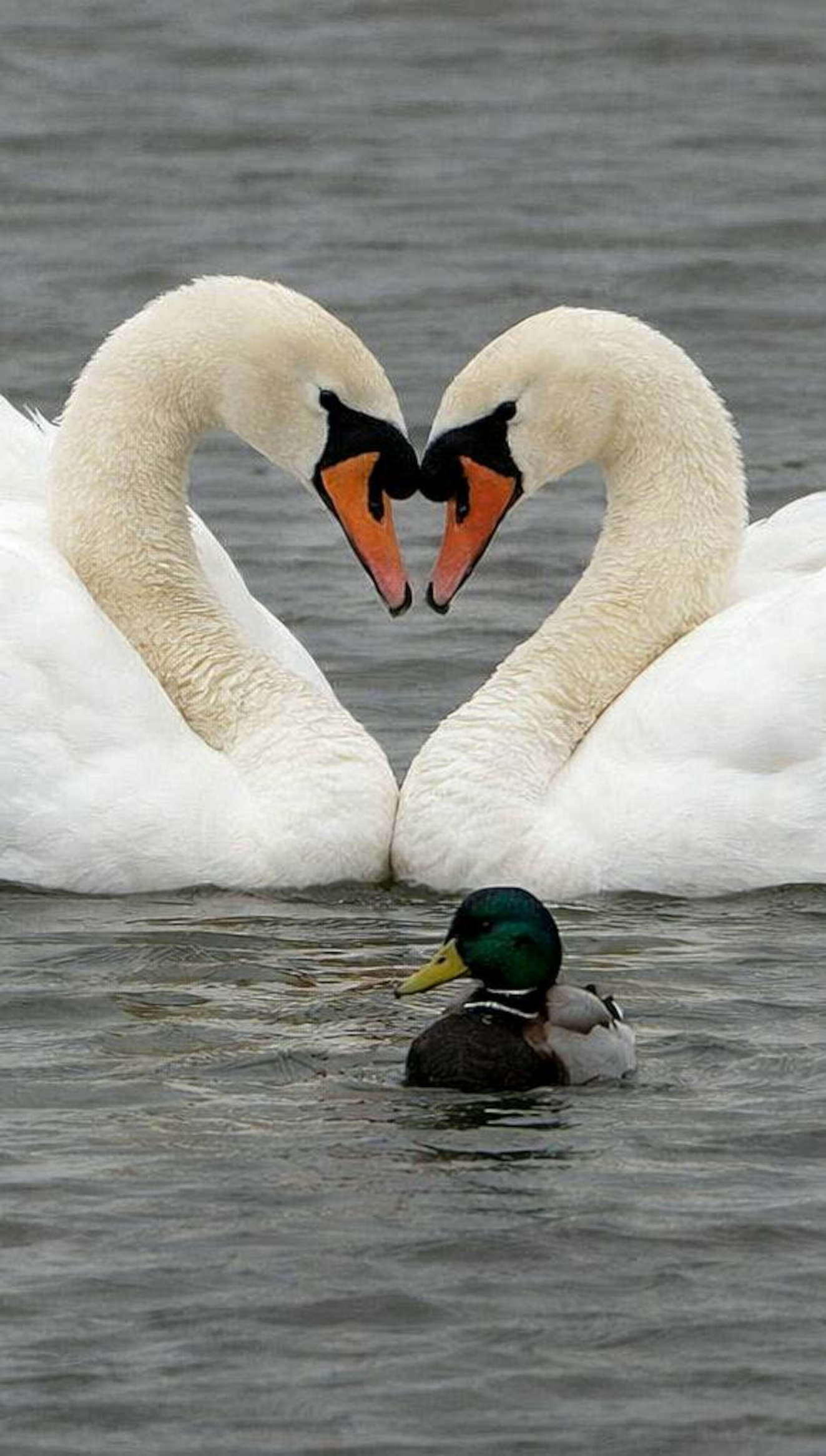 170326 Sidepanel Knopsvane Susanne Flarup Andersen