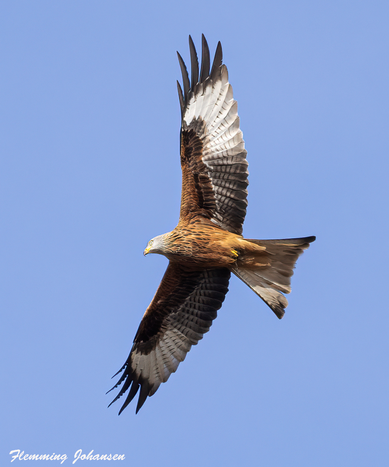 170326 Sidepanel Rd Glente Fakkebjerg Flemming Johansen