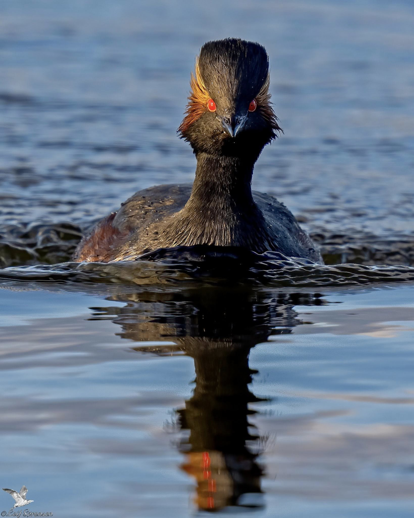 170326 Sidepanel Sorthalset Lappedykker Lammes Leif Srensen