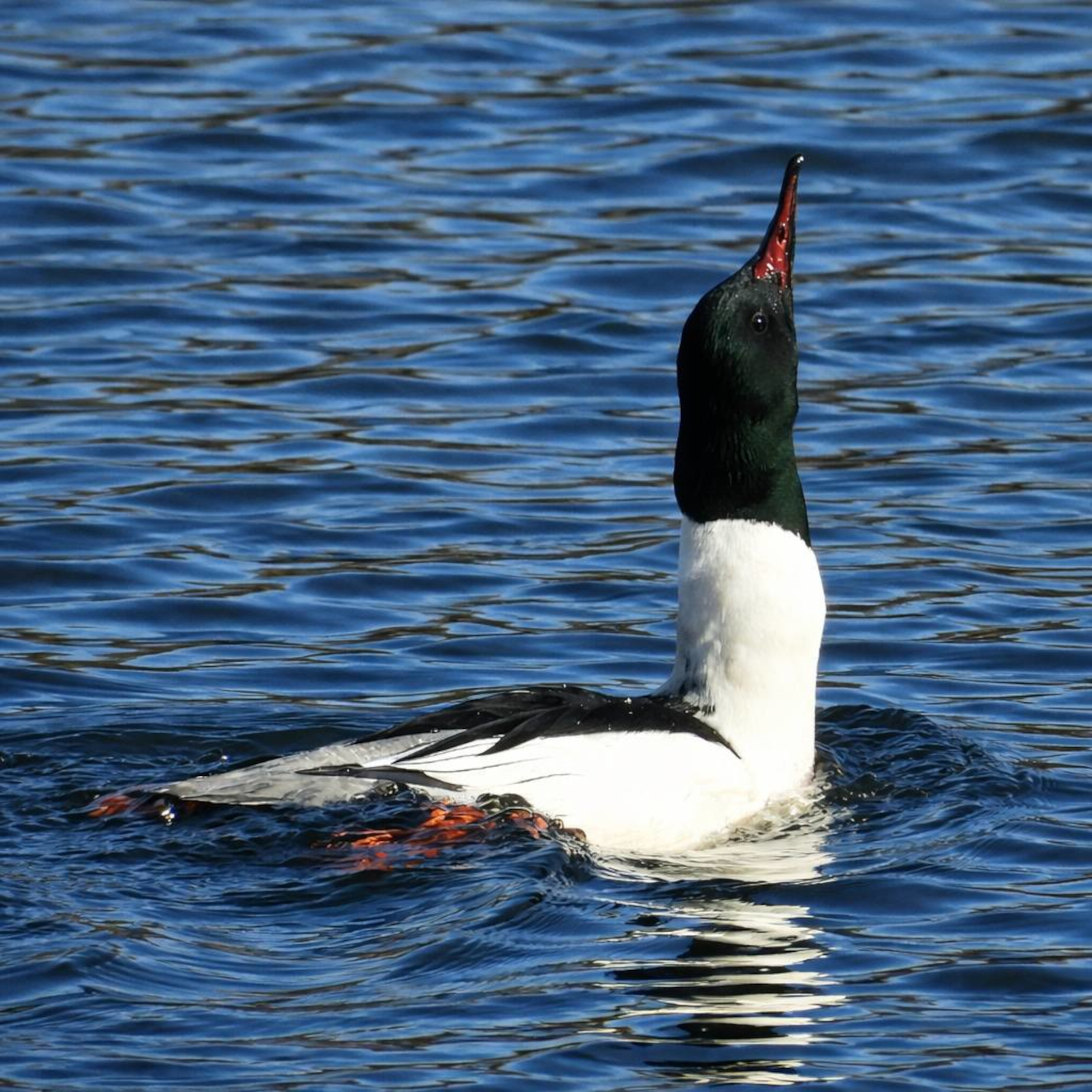 170326 Sidepanel Stor Skallesluger Langes Susanne Flarup Andersen