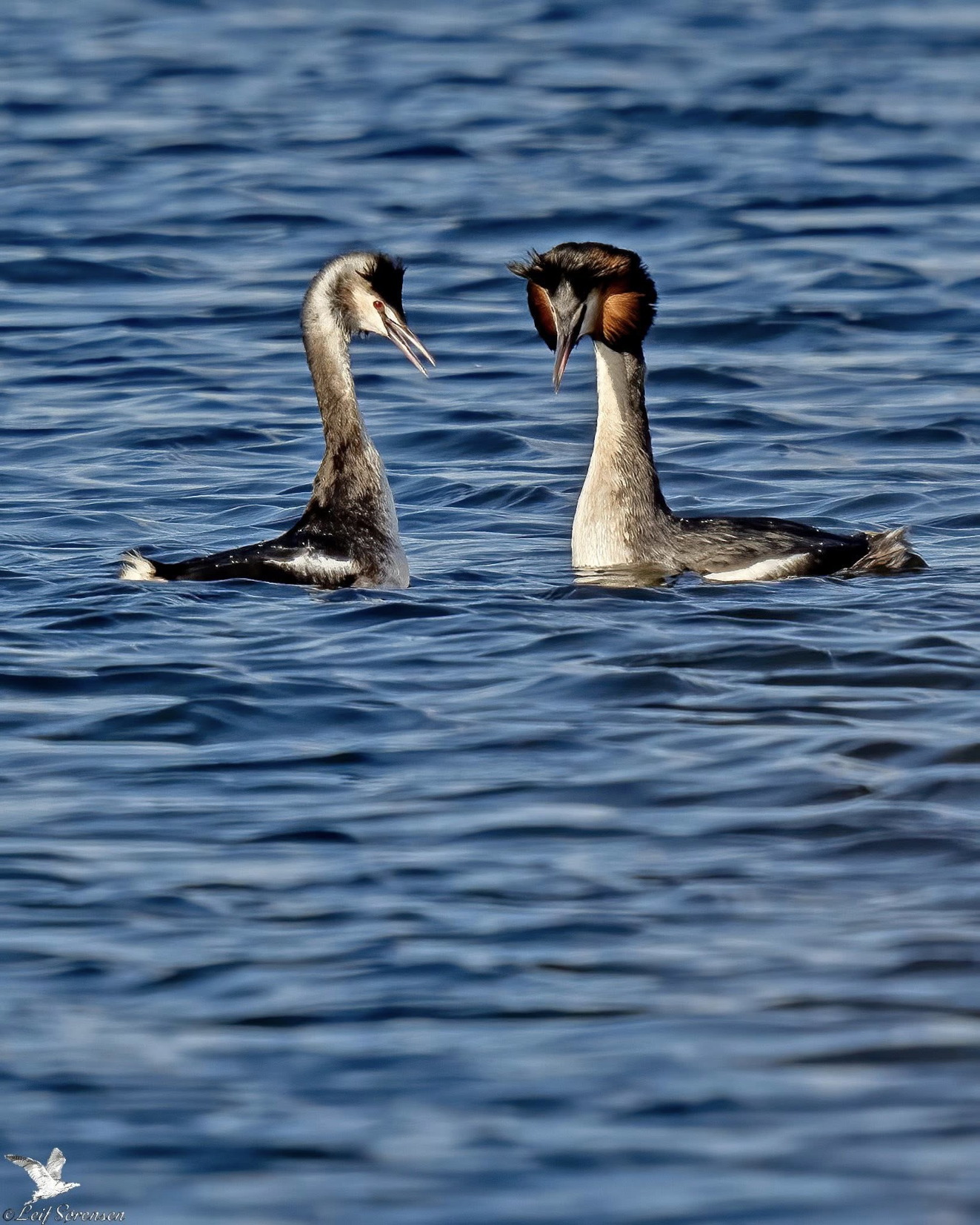 170326 Sidepanel Toppet Lappedykker Lammes Leif Srensen