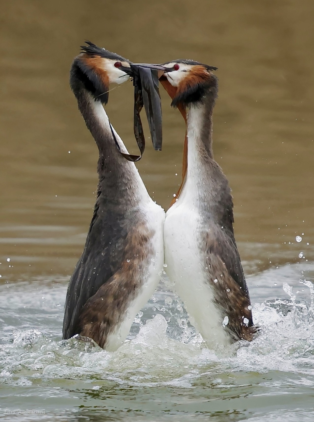 170326 Sidepanel Toppet Lappedykker Strandager Lars Rasmussen