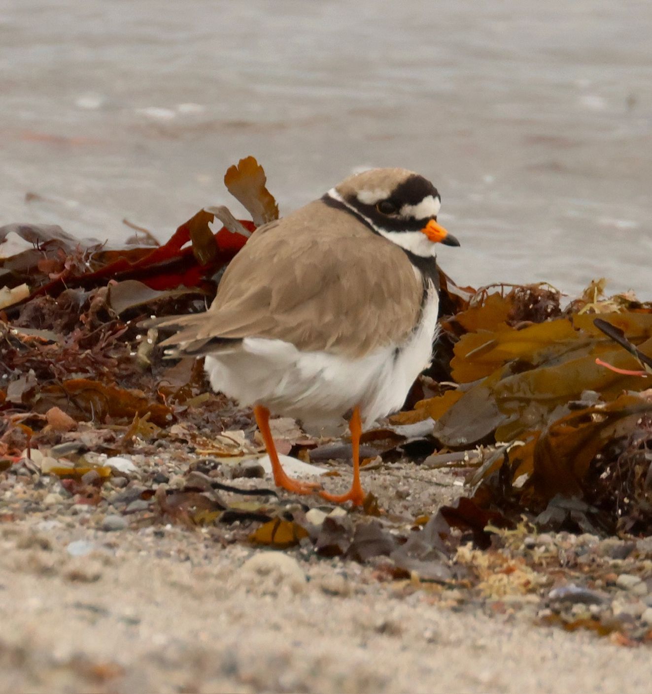 170326 Sidepanel jpbstorhousnpvr