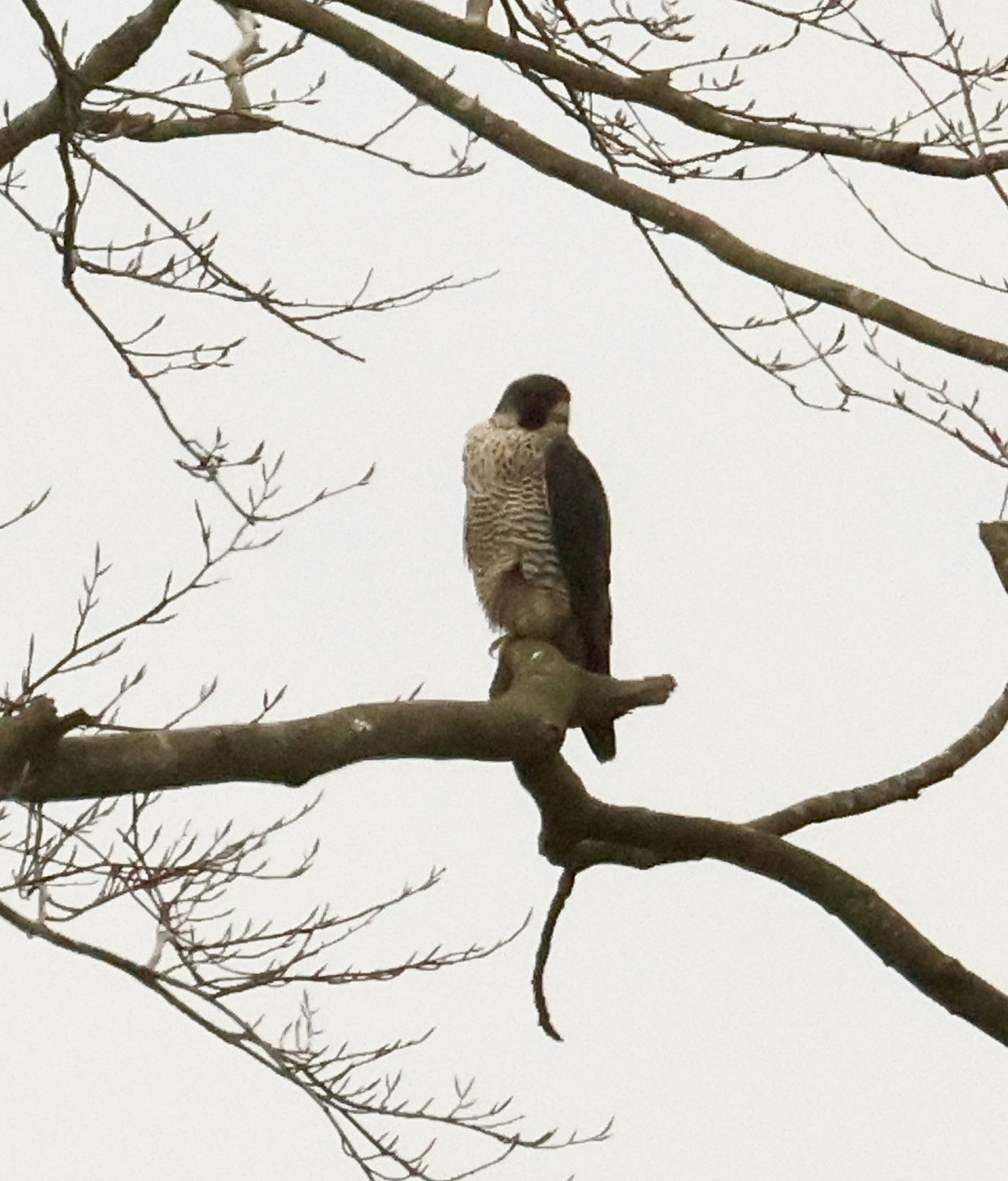 170326 Sidepanel jpbvandrevornsonsmalthedrabe