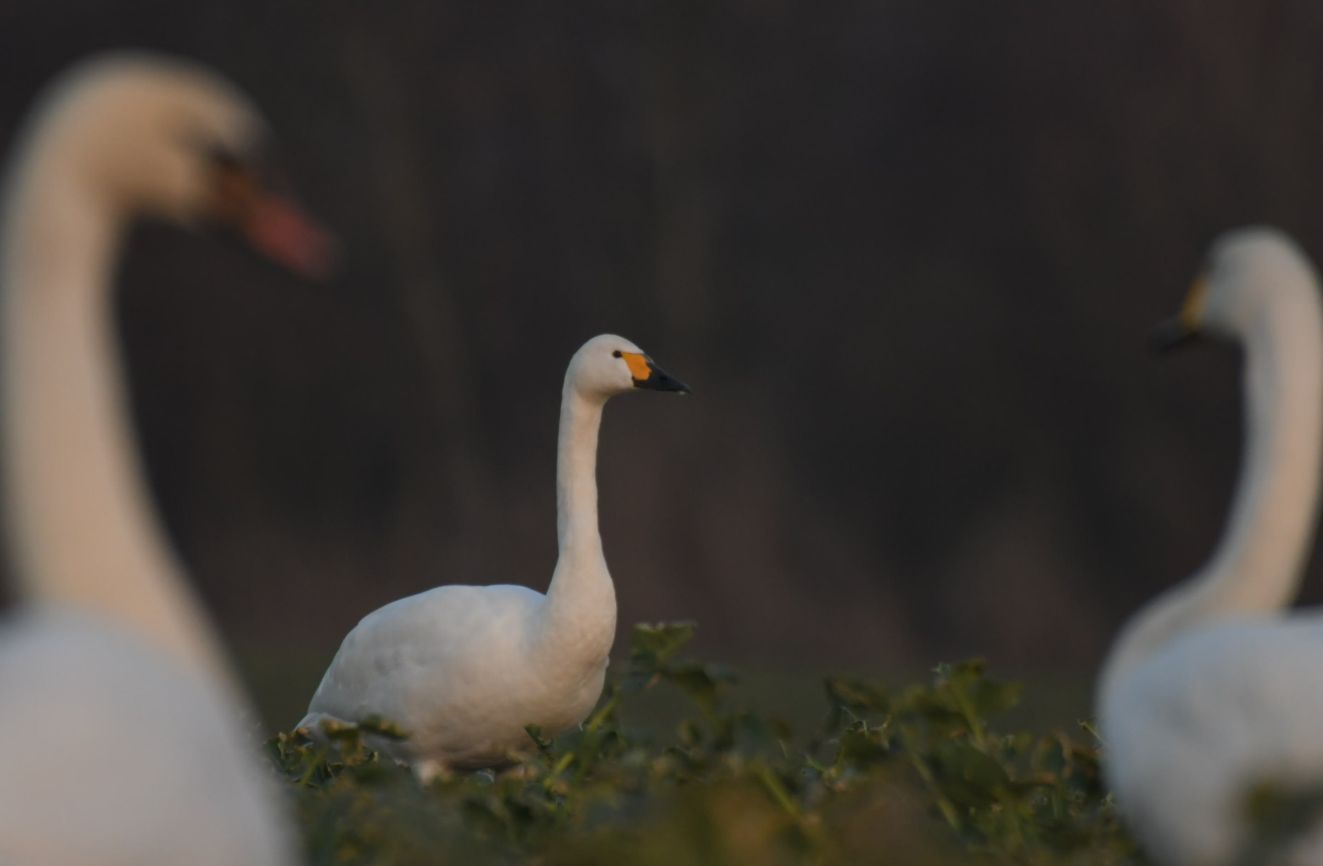 170326 jpbpibemanbrockdorffese