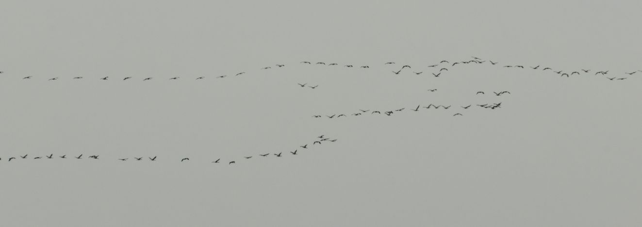 170326 jpbtranersstrandtorspvr