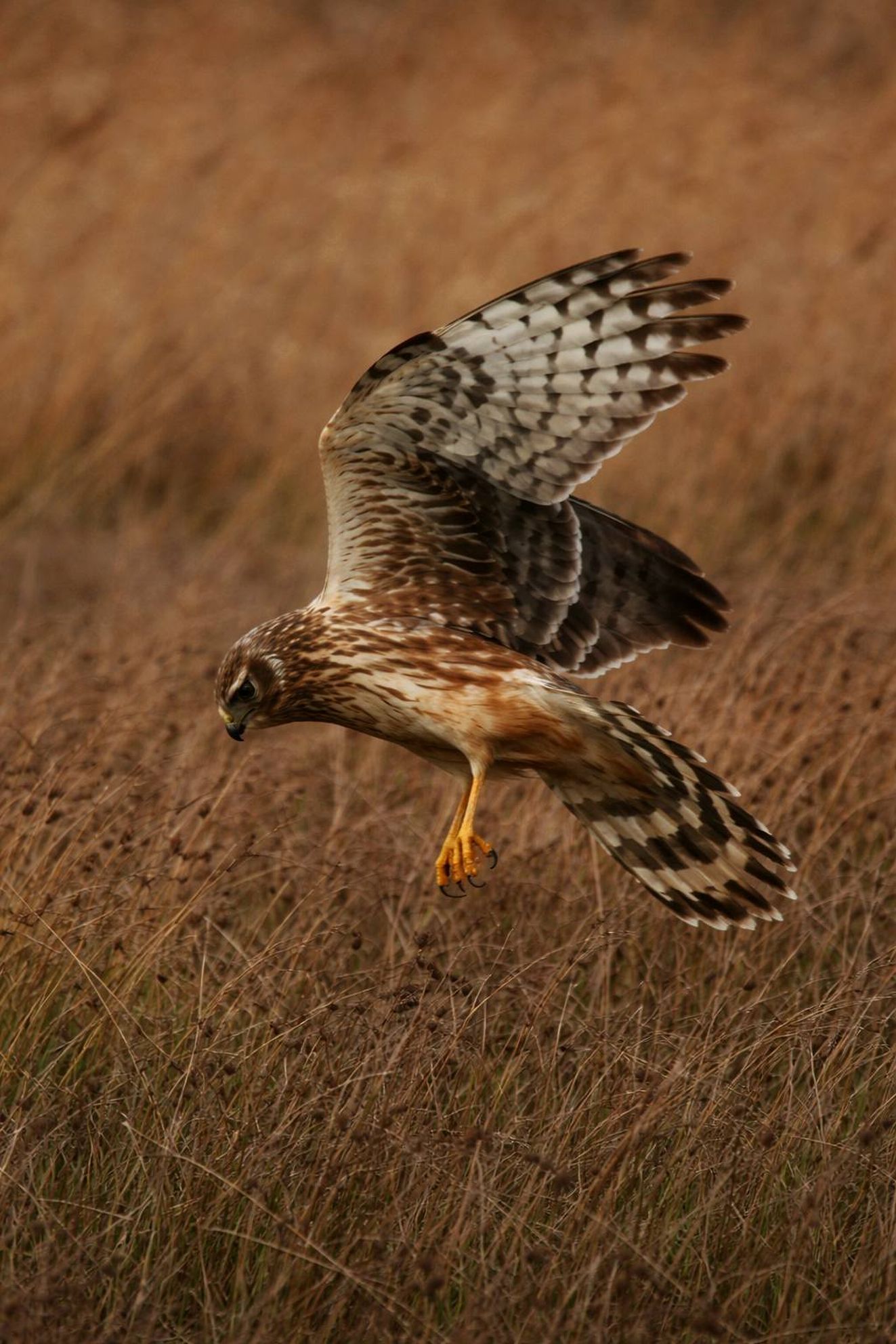 080326blågyldstrandsfa