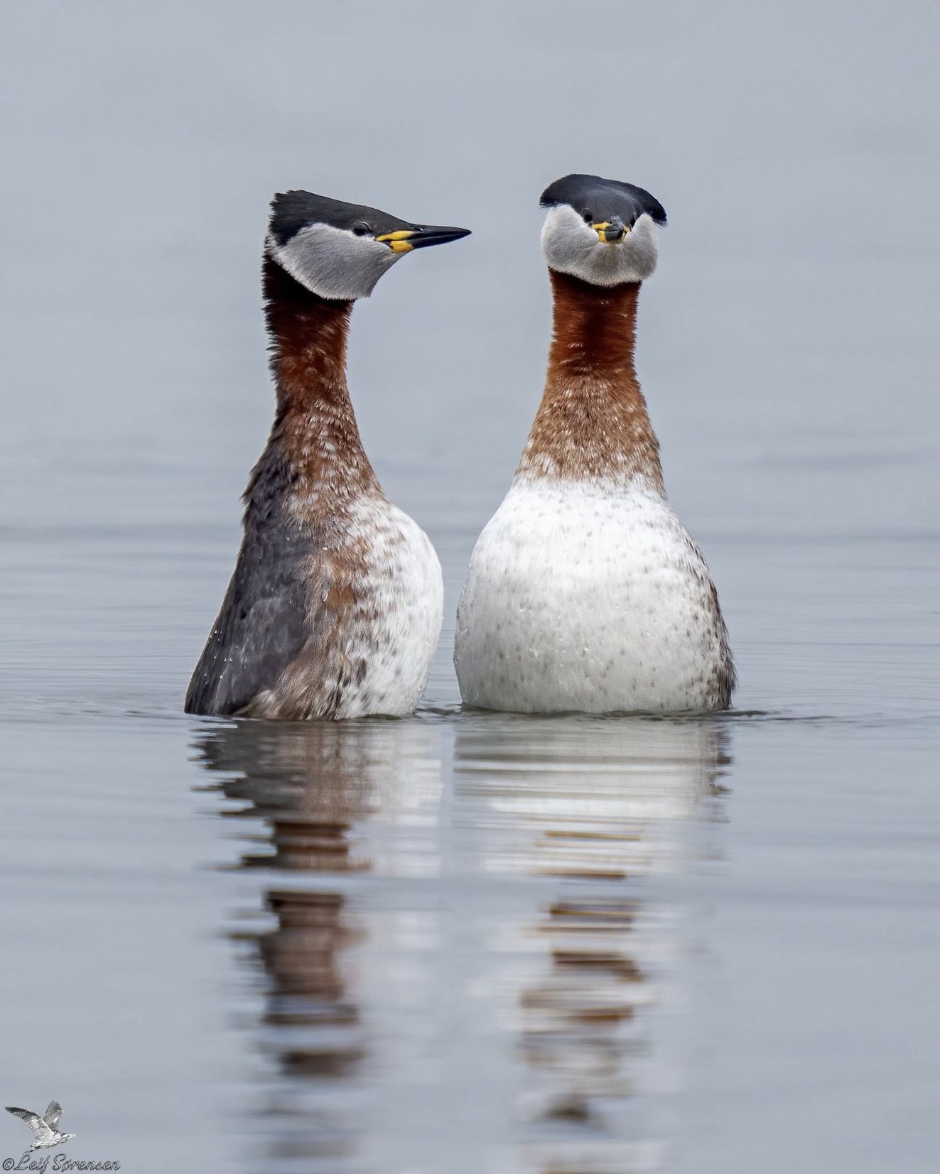 080326grålapmellemls