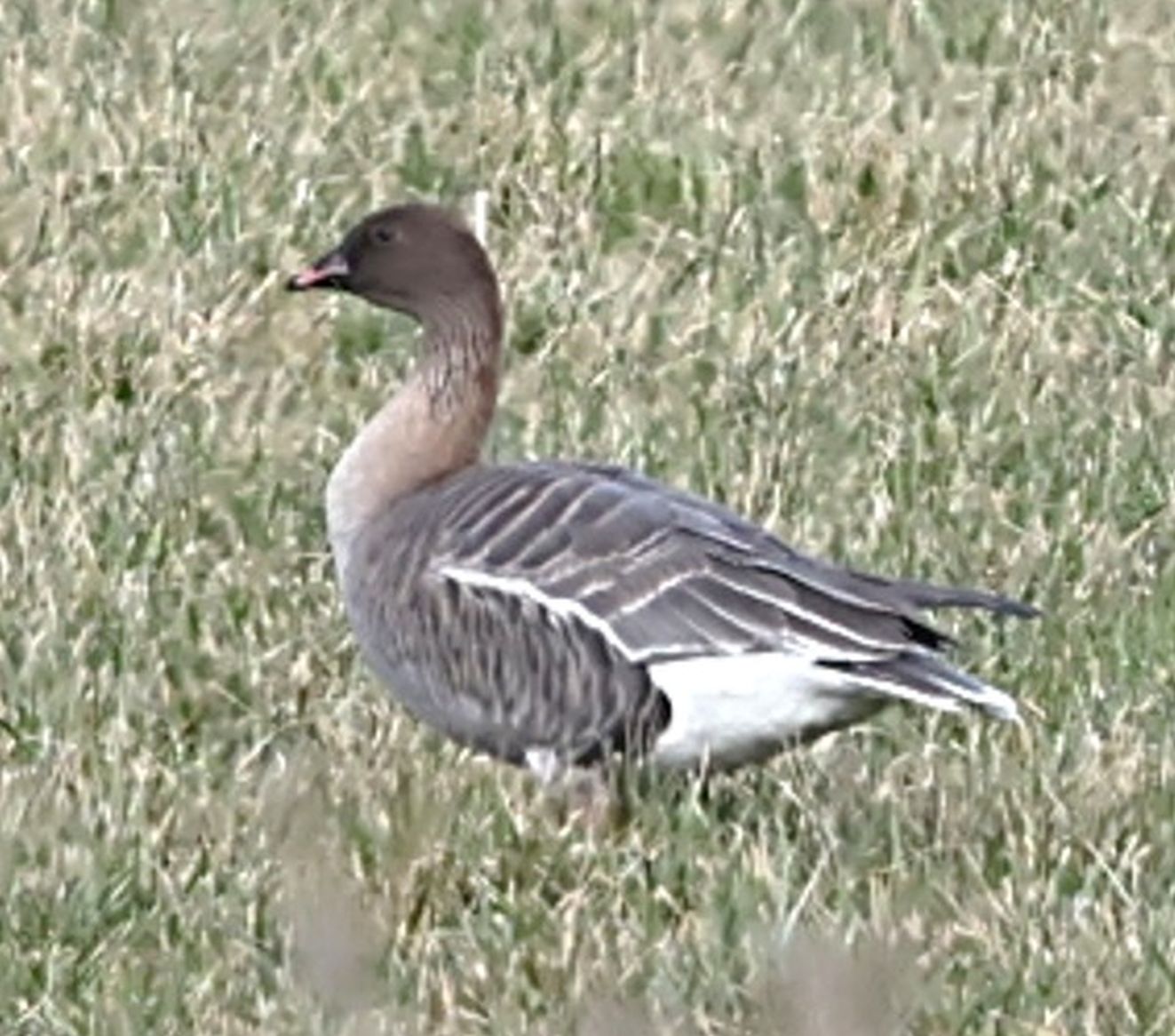 080326kortgåsonsmøllemmj