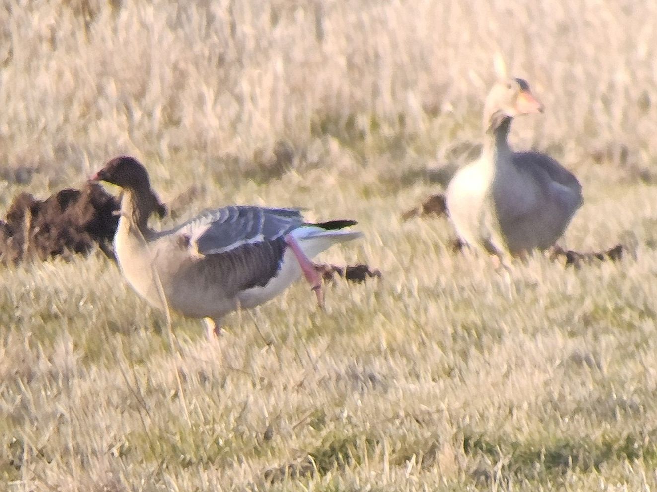 080326kortholluffrekha