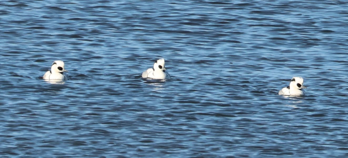 080326lilleskalegensetorssra