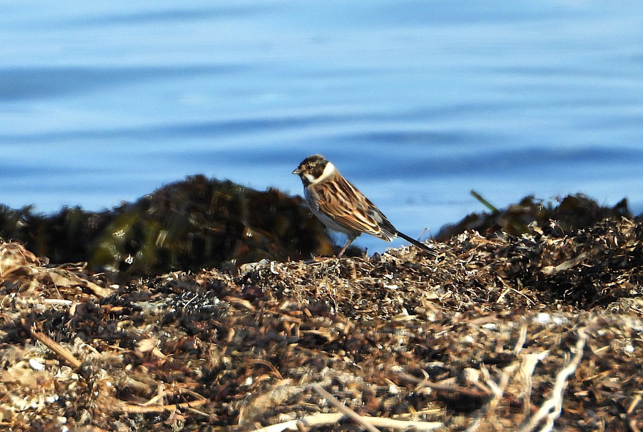 080326rørspodshavntorpbz