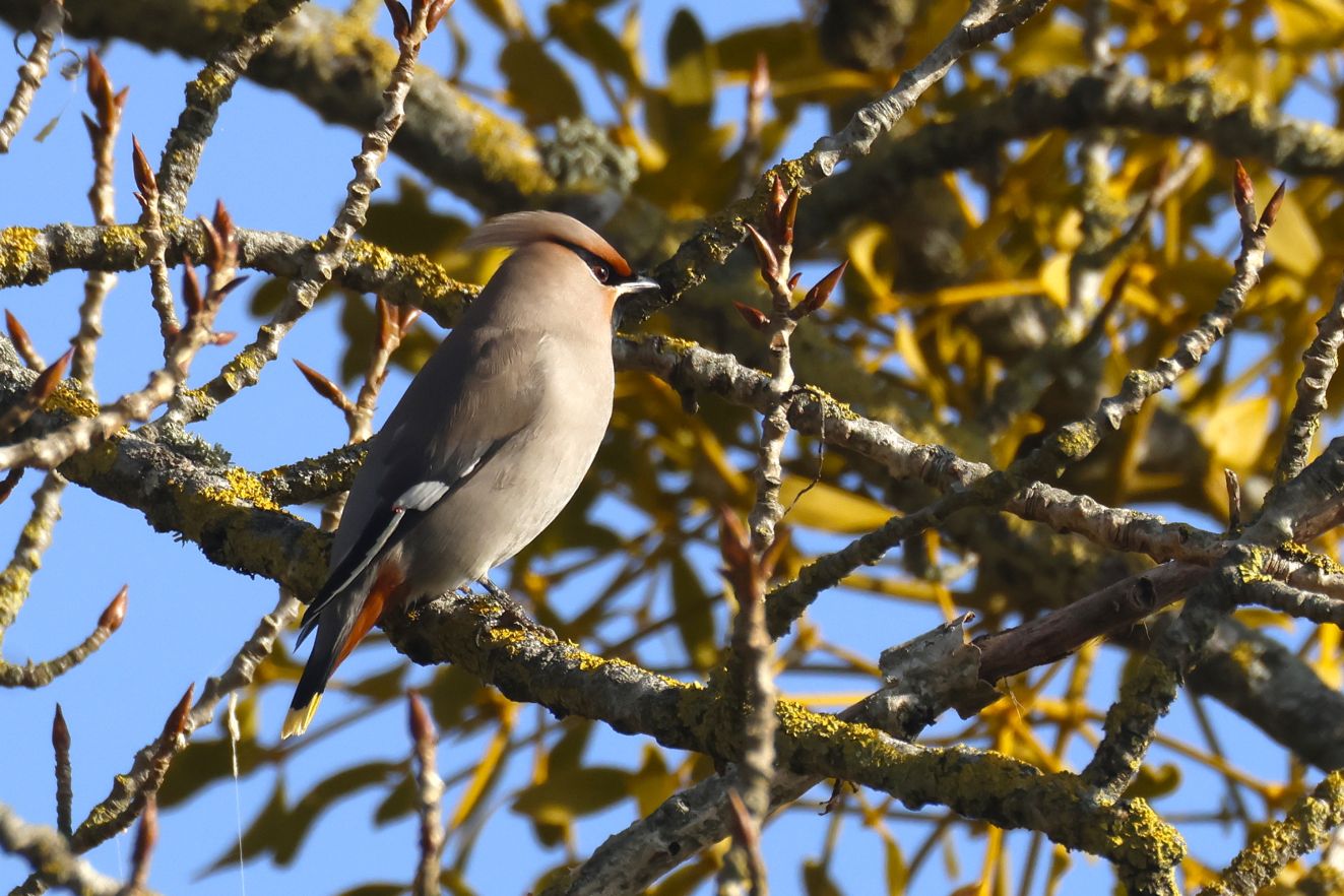 080326silkebækkehavefreach