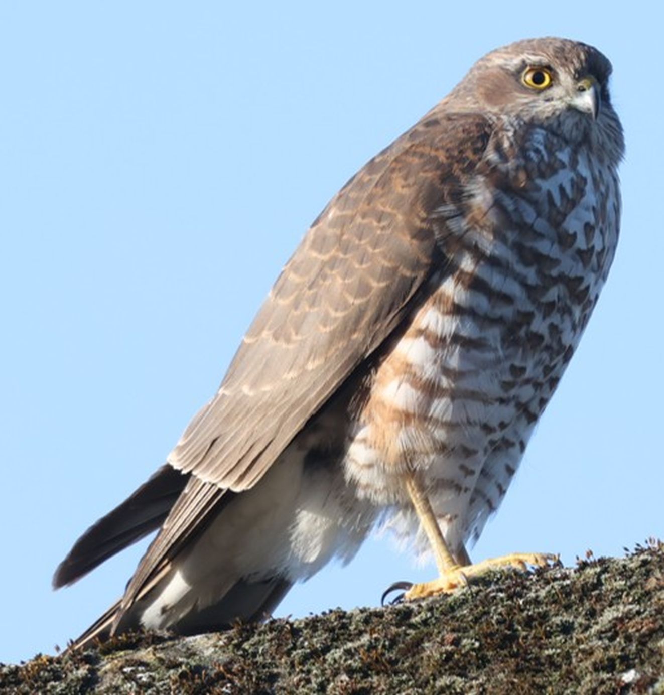 080326spurvrøjlemmj