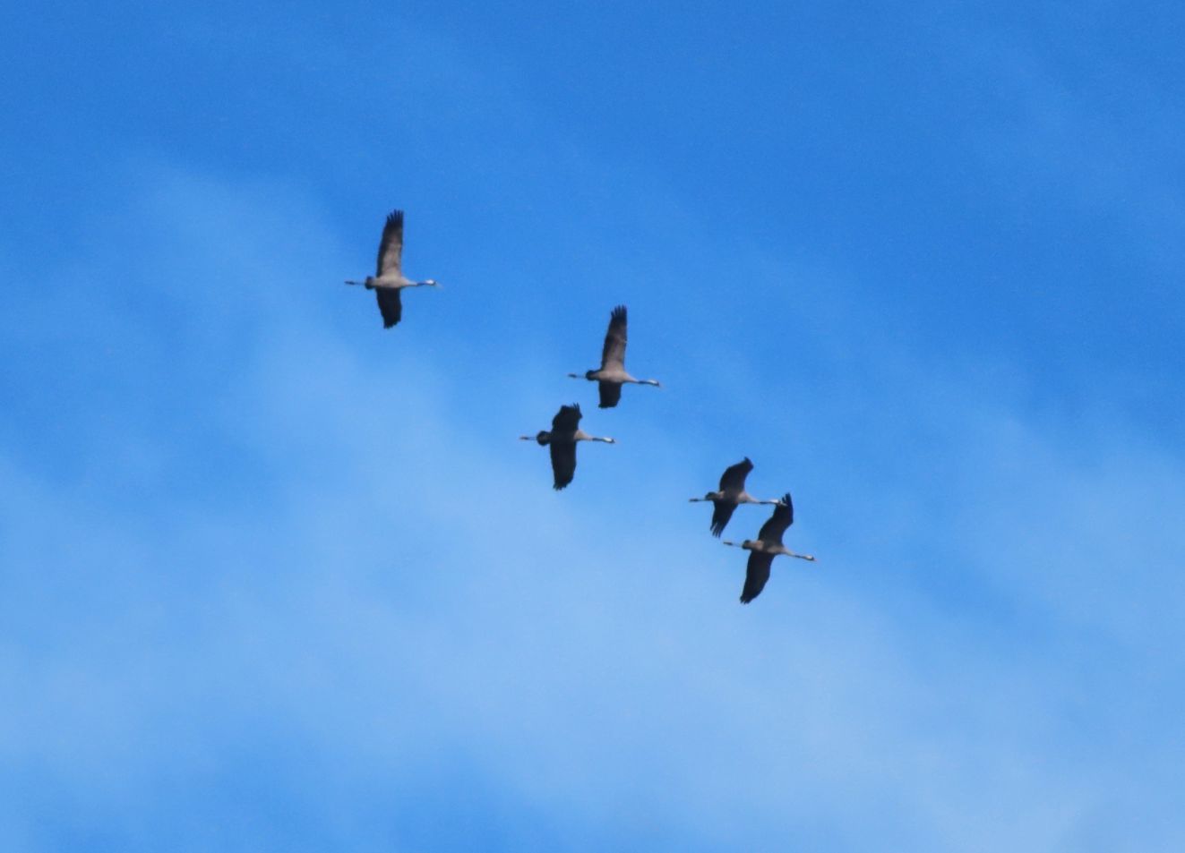 080326tranemangyldttj