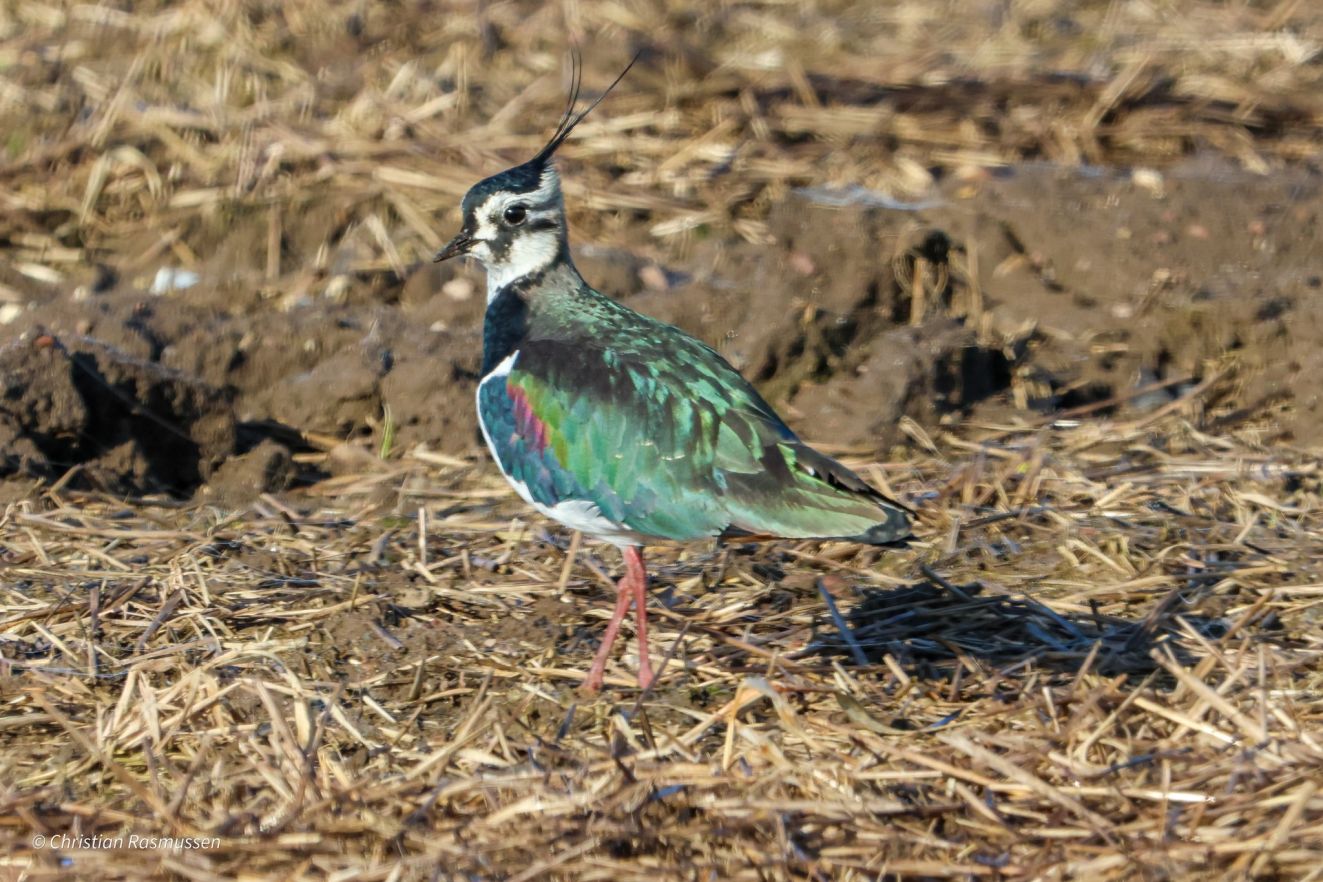 080326vibebrændegårdChristian Erasmi Elnegård Rasmussen