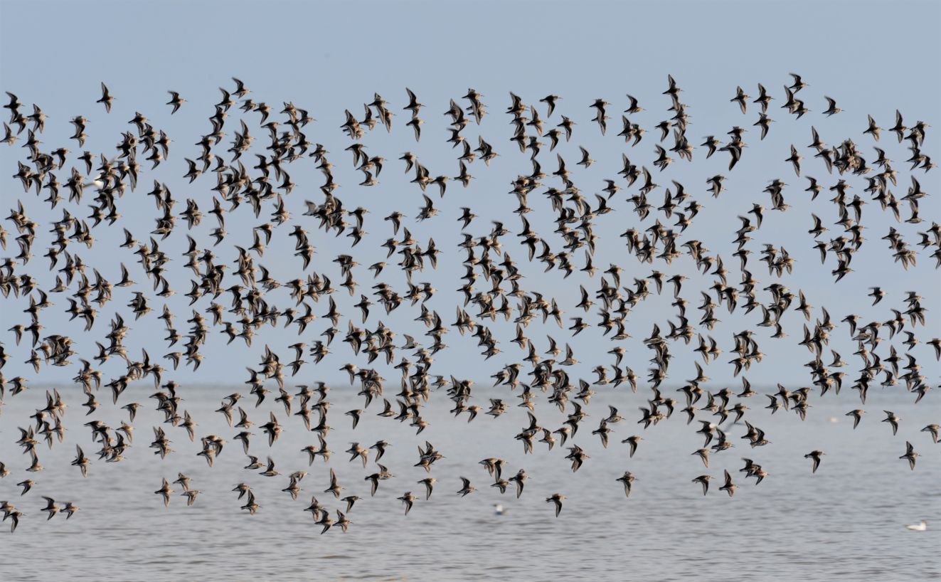 240226Alm ryle Sneum Forland 020514 Bjørn Frikke D700 024 0015 II