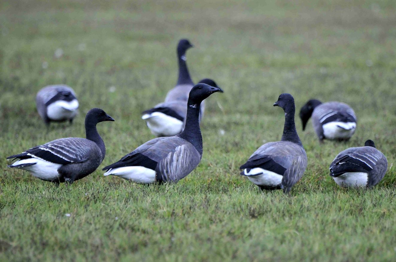 240226Knortegås græssende J Frikke