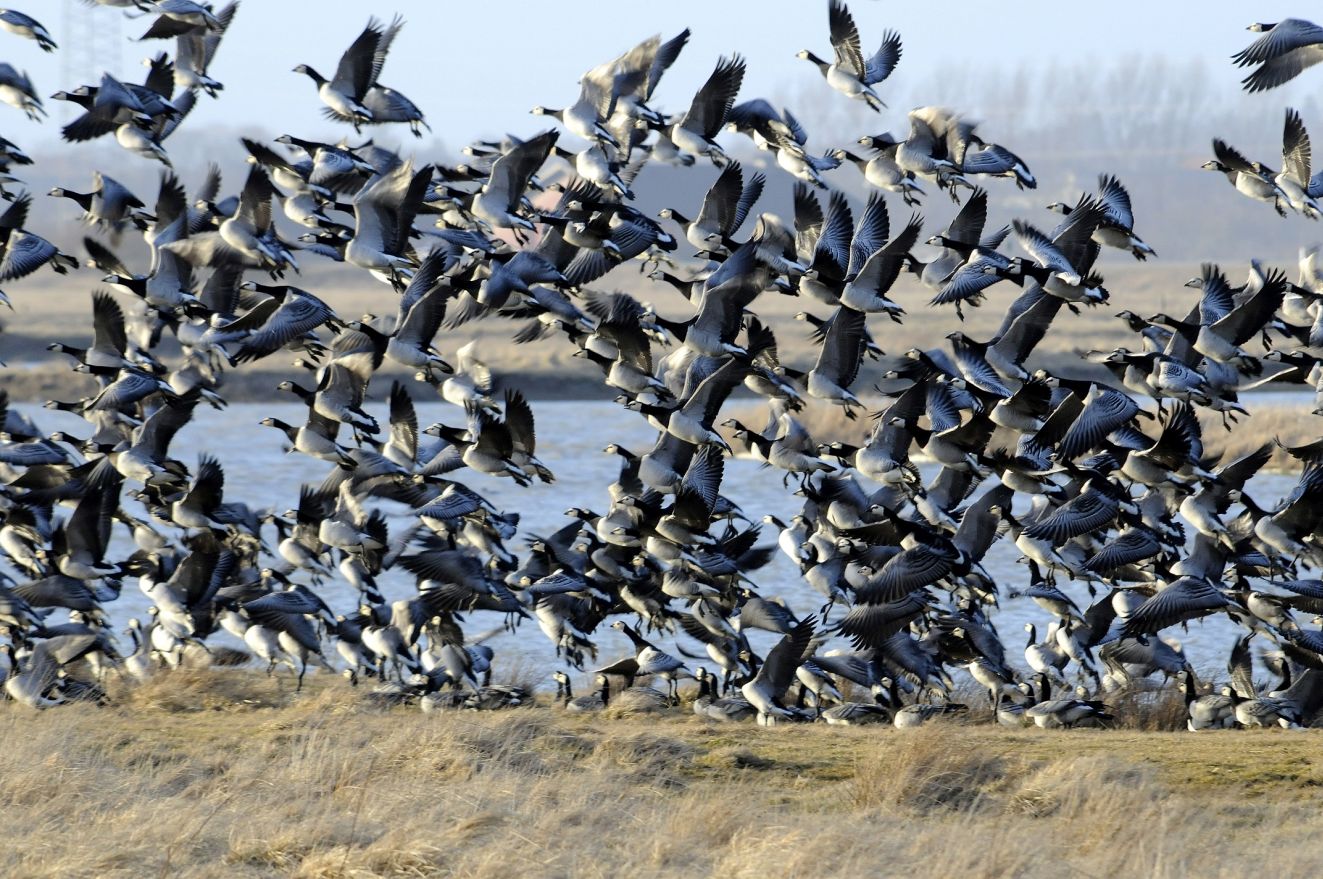 240226bramgæsimarskenjfrikke