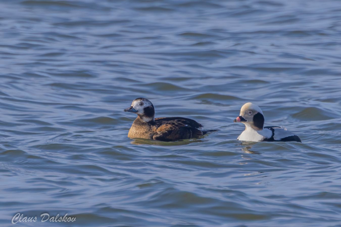 280226haltrygsøncld