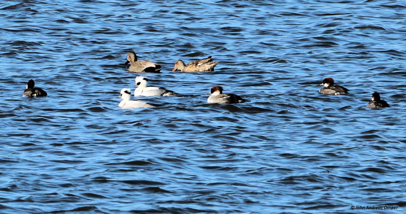 280226lillegyldenjao