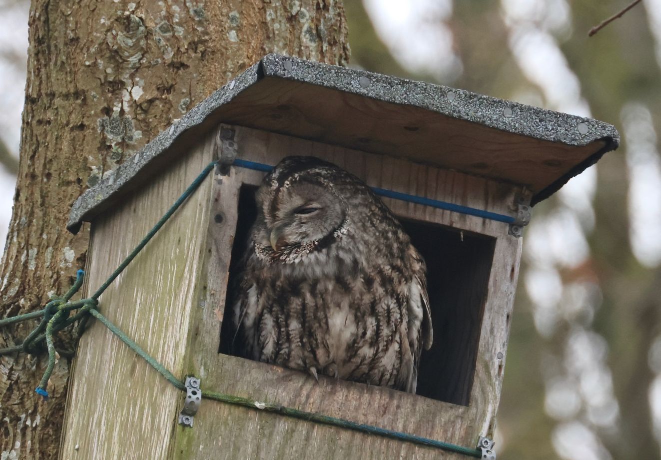 280226natvornæstorsmdr