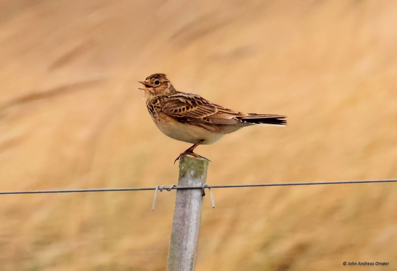 280226sanglærkeflyvjao