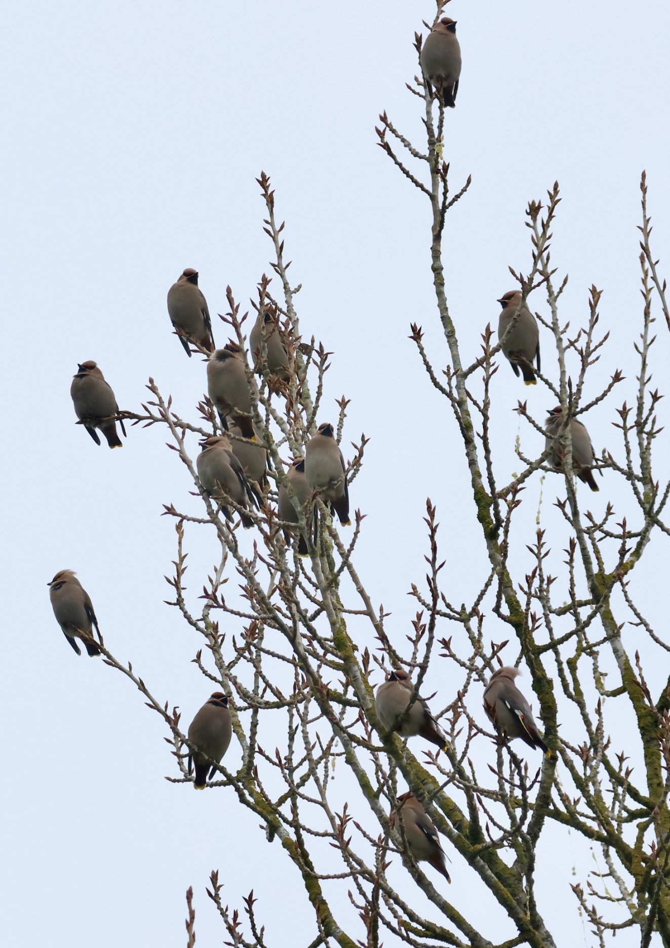 280226silkemalthedrabe