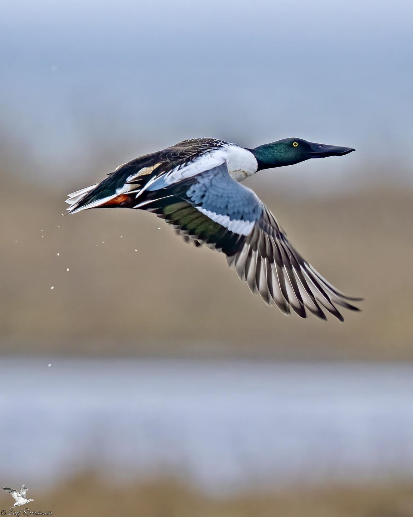 280226sketorsslipsls