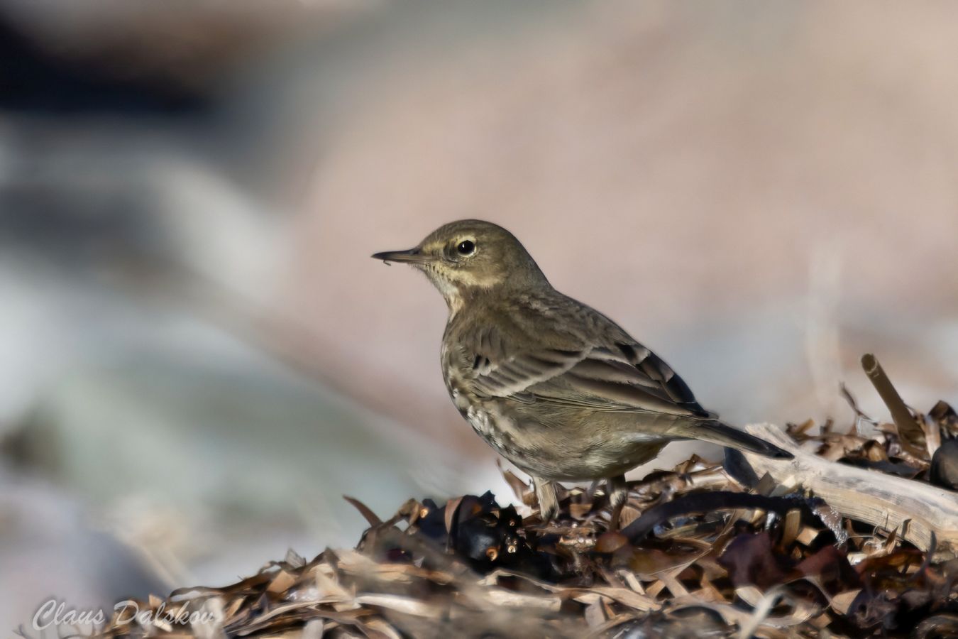 280226skærsøntrygcld