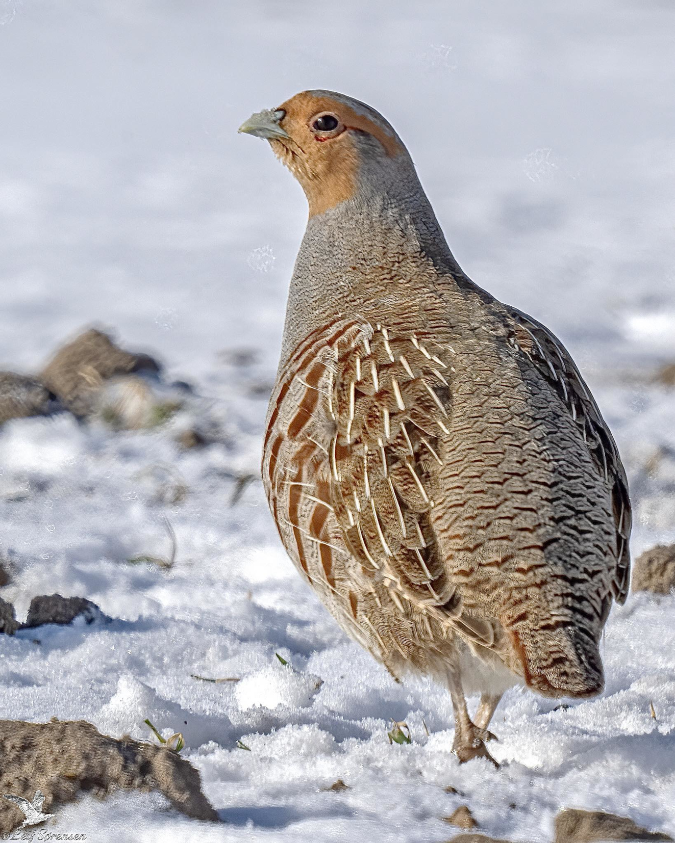 240226 Sidepanel Agerhne