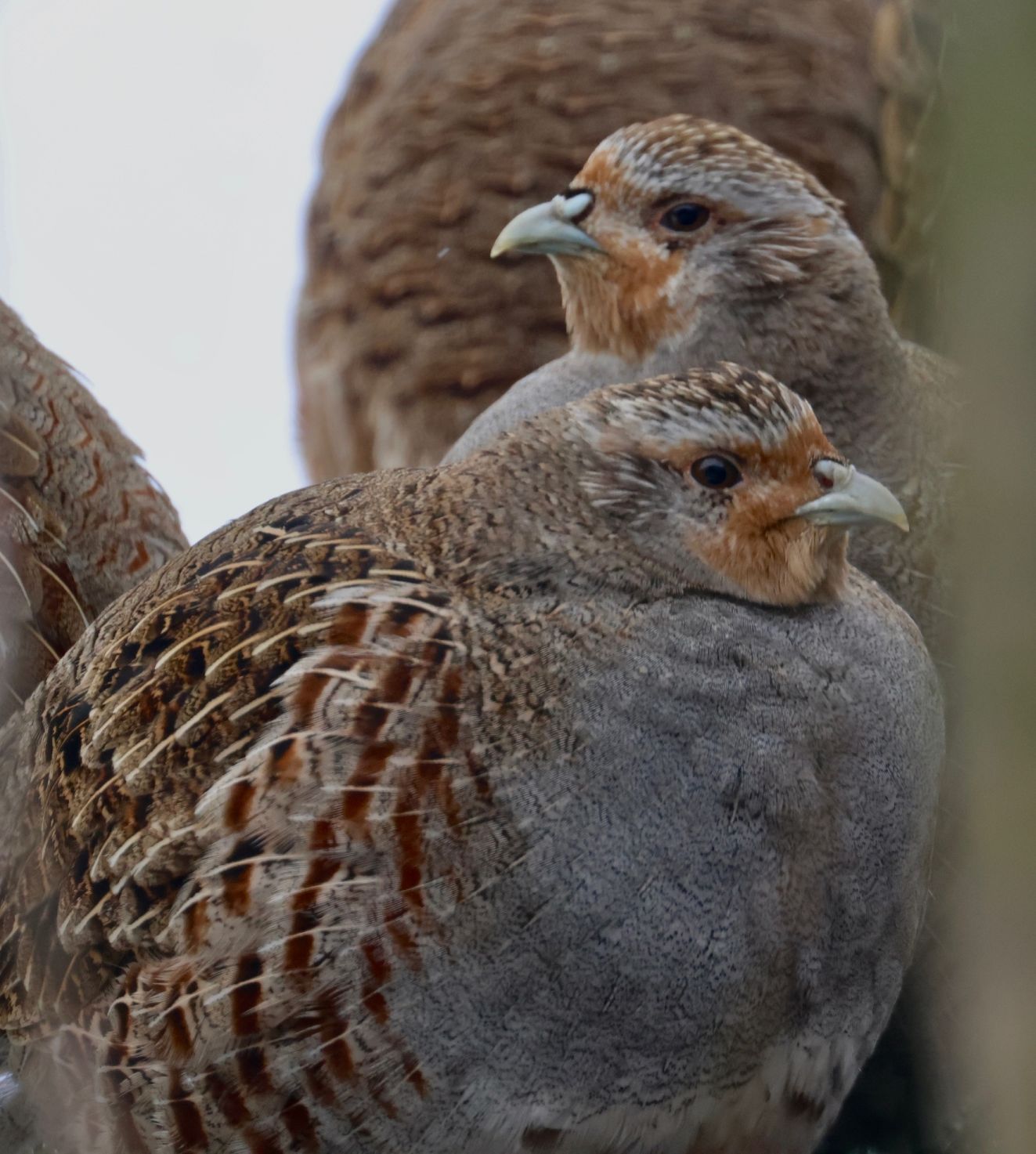 240226 Sidepanel Agerhne2